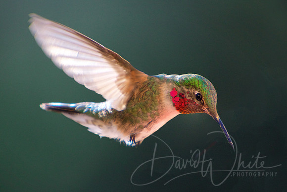 Ruby-Throated Hummingbird