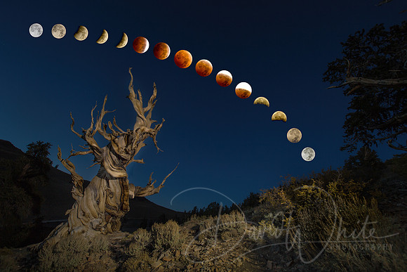 BloodMoons