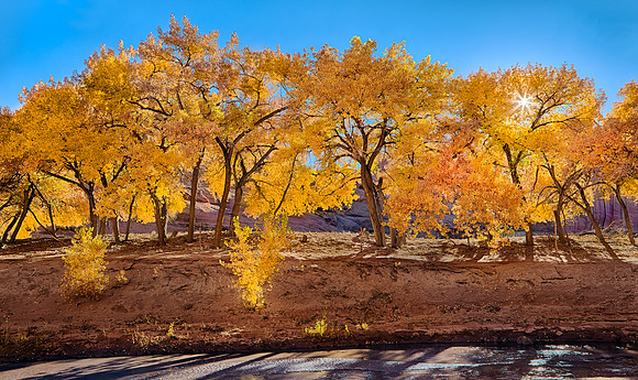 Fall Color
